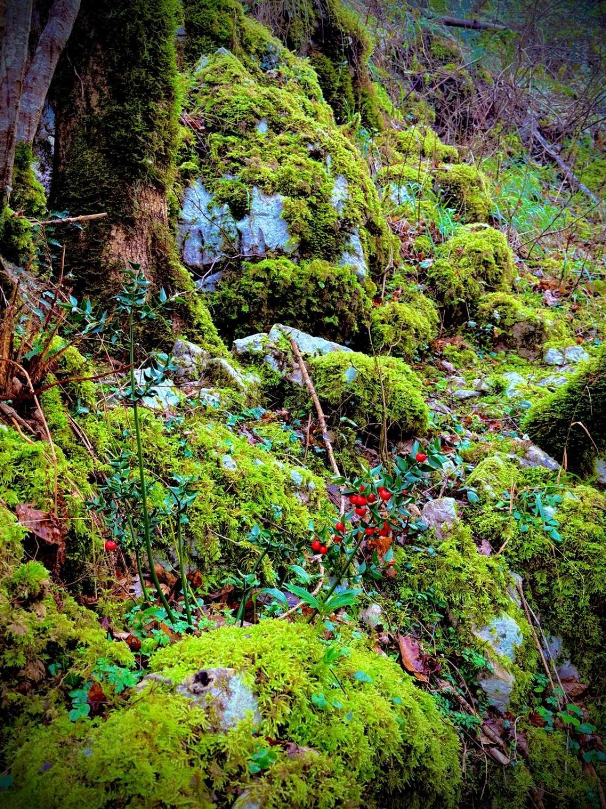 Apartamentos El Caxigu Arenas De Cabrales Dış mekan fotoğraf