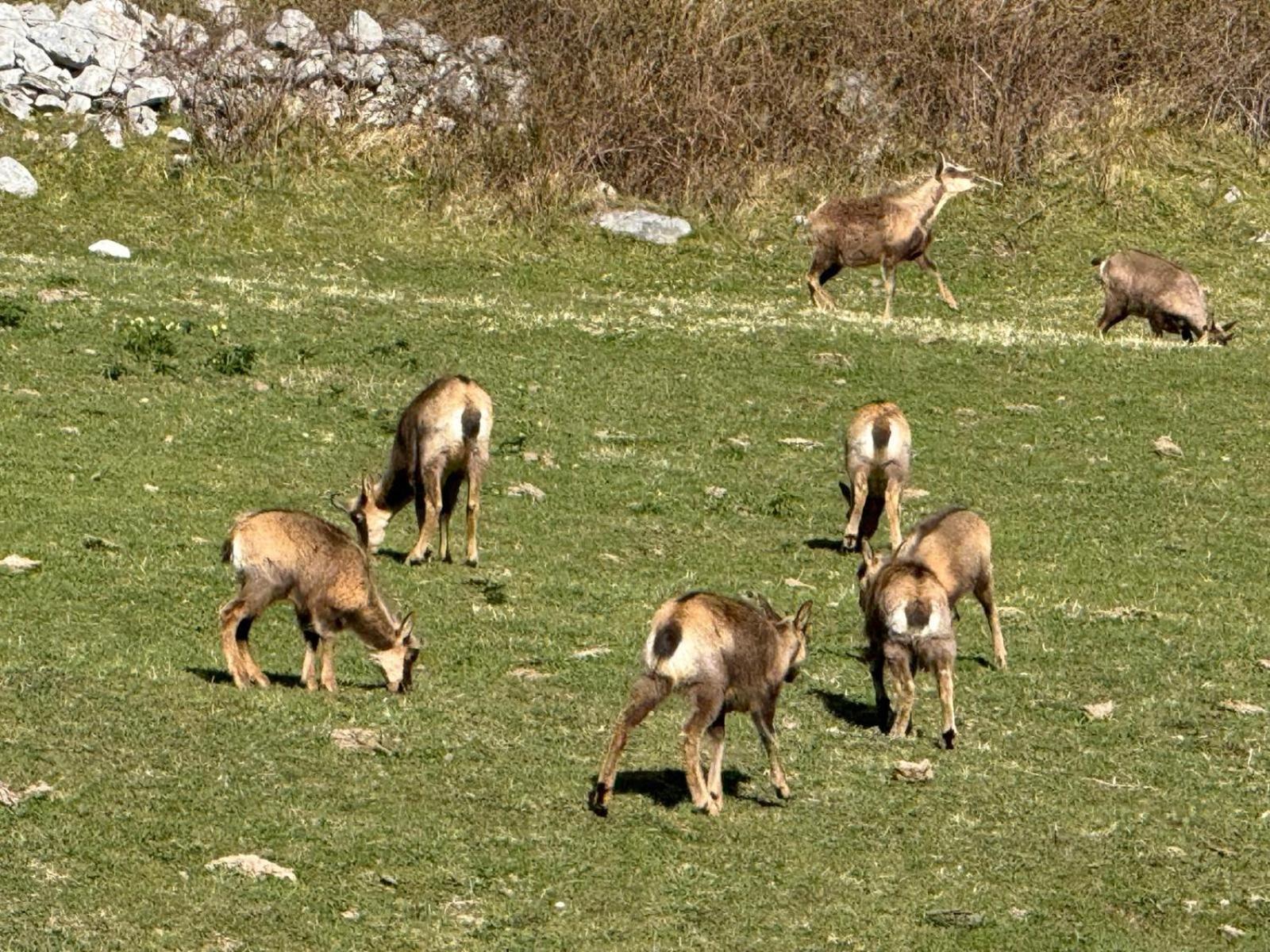 Apartamentos El Caxigu Arenas De Cabrales Dış mekan fotoğraf